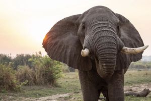 Раненый слон пришел просить человека о помощи
