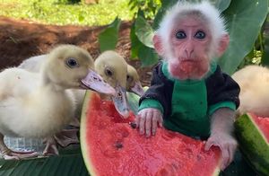 Видео: Как поделят сочный сладкий арбуз маленькая обезьянка и ее друзья утята