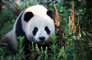 Очаровательные панды больше не на грани исчезновения
