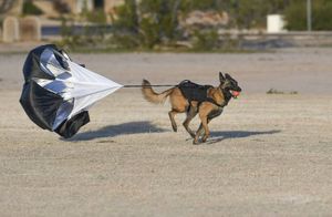 Собачья работа: как тренируются собаки-десантники