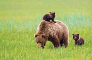 Парень встретил медведей, но не стал поворачиваться к ним спиной и продолжил идти