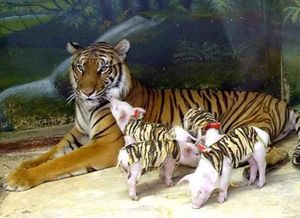 Мама-тигрица в Тайланде потеряла всех своих малышей и впала в депрессию