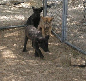 Женщина спасла трёх волчьих щенков от гибели, теперь у неё три самых верных друга!