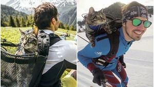 Лыжи, серфинг, парашют: кошка из Инстаграм живет в сто раз интереснее вас