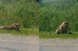 Видео: Амурский тигр вышел к поселку Приморского края и прилег на дороге отдохнуть