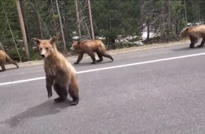 Видео: Семья медведей гризли гуляет по шоссе в американском парке Гранд-Титон