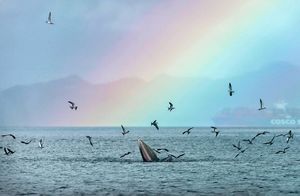 Фото дня: кит собрался пообедать