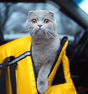 Юморные рассказы таксиста о поездках с животными