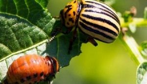 От каких жуков в огороде обязательно нужно избавляться: топ-7 вредителей