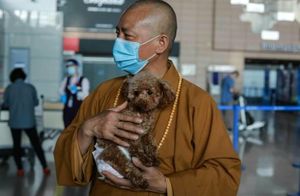 Монах полжизни помогает бездомным собакам: как он спас тысячи бродяжек