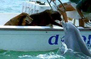 Видео: Дельфин выпрыгнул из воды, чтобы поцеловать пса