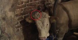 Они спасли этого быка от жестокого обращения. От реакции животного на доброту слёзы ручьем…