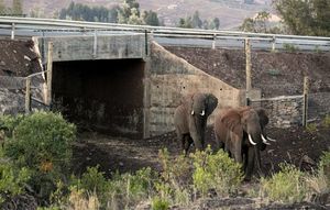 Первый подземный переход для слонов в Кении