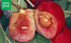 Внутри ягод вишни и черешни червяки – что это и как избавиться