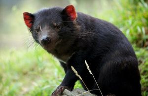 Видео: Тасманийский дьявол — животное, которое не имеет прав быть таким милым