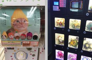 Шапочки для котов и цветы: 17 самых крутых торговых автоматов со всего мира