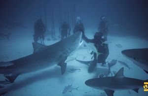 Видео: Можно ли отпугнуть стаю тигровых акул новым магнитным барьером
