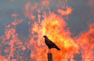 Видео: Зачем птицы поджигают леса и распространяют огонь по окрестностям