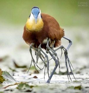 Уникальная тропическая птица — африканская якана