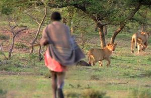 Племя, которое крадет добычу у львов, имеет большие гаремы и не работает вообще