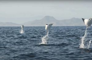 На видео сняли удивительный полет орляков: как живут скаты, которые могут летать