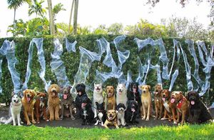 Знают какой-то секрет: 16 фото от компании, которая научила позировать толпы собак