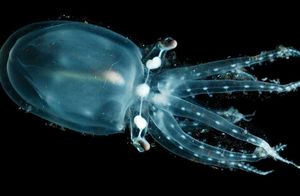 Робот заснял прозрачного подводного осьминога: как живет это существо