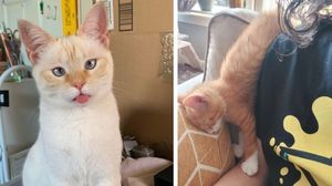 Подборка смешных фото котиков