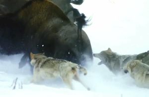 Видео: Как охотятся самые большие в мире макензийские волки — гроза бизонов