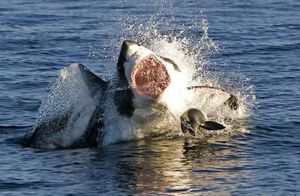 Почему акулы охотятся посменно