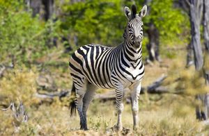 Почему полоски на зебрах не помогают им маскироваться