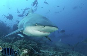 Видео: Почему люди сами виноваты в том, что акулы нападают на них
