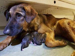 Дворняга родила 9 щенков в вагоне московского метро (3 фото)