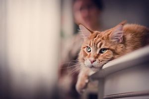 Неугомонный кот Макар, или поддаются ли коты внушению?