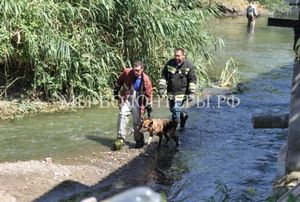 Ростовские спасатели спасли овчарку, из-за потопа отрезанную от суши | Цветик-семицветик