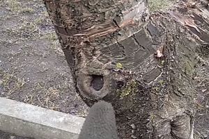 Как обрезать ветки, чтобы дерево исцелило себя само