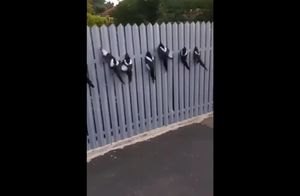 Видео: Сороки застряли в заборе дружной компанией, помочь им смог только человек