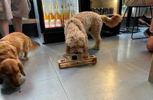 ​В Лондоне открылся бар, куда можно прийти с собакой