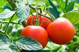Как сохранить урожай томатов во второй половине лета