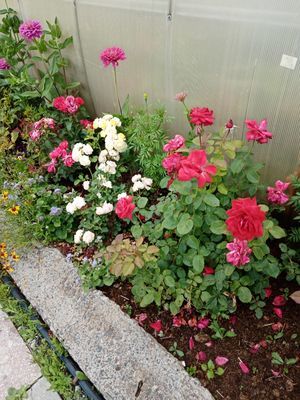 Особенности выращивания роз на даче в прохладном климате