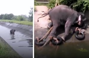 Люди догадались, как помочь слону выбраться из канала, и тот стал бороться за жизнь