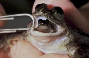 Видео: Зачем когда-то весь мир искал невероятную лягушку реобатрахуса