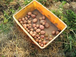 Выращивание картофеля: картофель под соломой