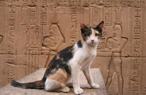 Как кошки против своей воли помогли персам победить египтян