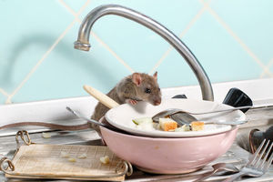 Как понять, что в вашем доме есть мыши: 6 признаков
