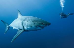 Видео: Погружение в логово большой белой акулы