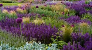 Простые приемы для создания мистического фиолетового сада