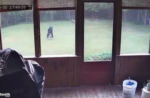 Видео: Пока хозяйка готовила ужин, ее собака весело поиграла с медведем во дворе