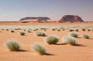 Даже у жары в пустыне есть предел: почему растения не выдерживают