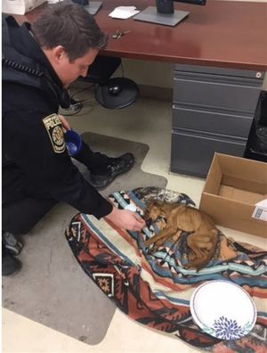 Сотрудники полиции прибыли на место ограбления и нашли полумертвого от голода щенка